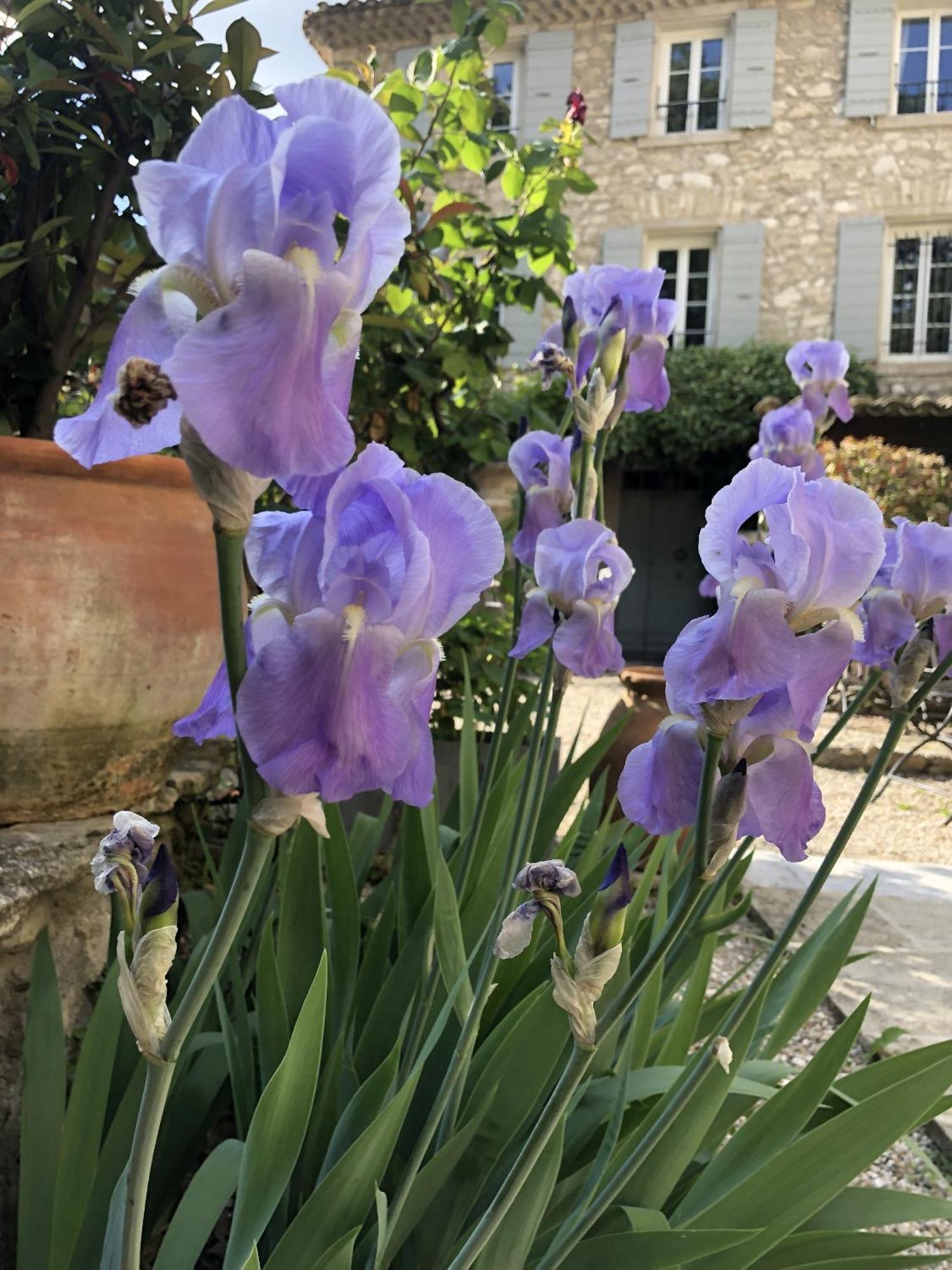 La Figuiere Fontaine De Vaucluse Bed & Breakfast Eksteriør bilde
